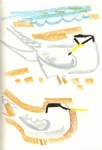 53‐4199 <b>little terns</b>   A4 sketchbook ‐Greg Poole