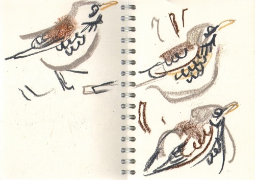 fieldfares