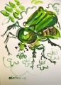 168‐4185 <b>rose chafers on rowan flowers</b>  gouache A4 (29.7 x 21cms) £POA‐Greg Poole