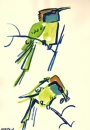 102‐5704 <b>little green bee-eater</b>  gouache 42 x 29.7 cms (A3) £POA‐Greg Poole