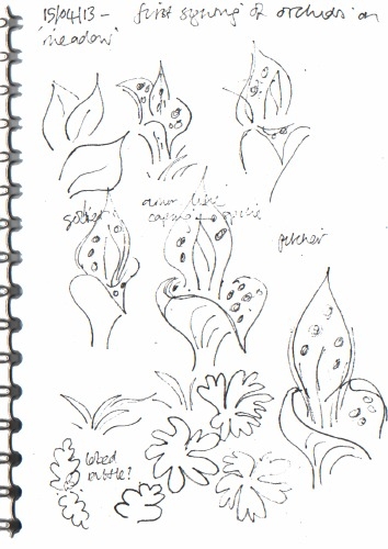 common spotted orchid, basal leaf studies