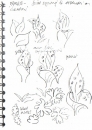 101‐6254 <b>common spotted orchid, basal leaf studies</b> garden, bristol  21 x 14.5 cms (A5) not for sale‐Greg Poole