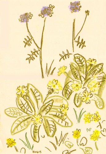 primrose, cuckoo flower & celandine