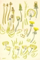 dandelions, daisies & plantain‐Greg Poole