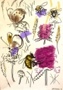 18‐4721 <b>bee, hoverfly, meadow brown, ringlet, betony & scabious</b>   A2 (59.4 x 42 cms) not available‐Greg Poole