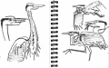 101‐6354 <b>grey heron</b> bristol reservoirs permanent marker A5 sketchbook ‐Greg Poole