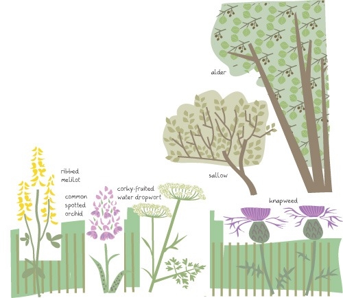 Swanwick meadow flora