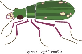 green tiger beetle