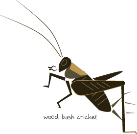 wood cricket