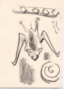 192‐6647 <b>false vampire bat</b> bhandavgarh, india graphite 29.7 x 21 cms (A4) £POA‐Greg Poole