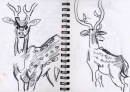 <b>spotted deer</b>      graphite   A5 notebook pages   NFS‐Greg Poole