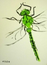 76‐4162 <b>emperor dragonfly just emerged</b>   A4 (29.7 x 21cms) SOLD‐Greg Poole