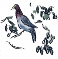 21‐4398 <b>barbados scaly-naped pigeon</b>  wax crayon & watercolour 30 x 21 cms Â£POA‐Greg Poole