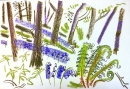 225‐7155 <b>bluebells & ferns</b> mendips wax crayon 38 x 56 cms £POA‐Greg Poole