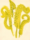 225‐7161 <b>fern study</b> mendips acrylic  ‐Greg Poole