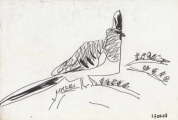 white-bellied go-away-bird ‐ ink pen ‐ 12 x 18 cms ‐ £POA ‐ ethiopia‐Greg Poole