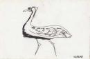 hartlaub's bustard ‐ ink pen ‐ 12 x 18 cms ‐ £POA ‐ ethiopia‐Greg Poole