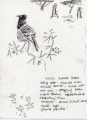 superb starling ‐ ink pen ‐ 24 x 18 cms ‐ £POA ‐ outside yabelo. looking west. acacias & termite mounds. scrub with red soil. straggling straw grass. superb starlings. sparrowhawk sp. disturbing them. hornbills, shrike (white crown), barbet, ground squirrel ethiopia‐Greg Poole