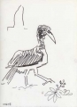 abysinnian ground hornbill ‐ ink pen ‐ 24 x 18 cms ‐ £POA ‐     ethiopia‐Greg Poole