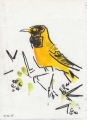 black-headed oriole ‐ gouache & wax crayon ‐ 24 x 18 cms ‐ £POA ‐     ethiopia‐Greg Poole