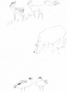 <b>egyptian geese, hippo & impala</b>     inkpen   A3   £POA‐Greg Poole