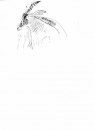 <b>sable antelope</b>     inkpen   A3   £POA‐Greg Poole