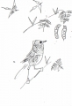 208‐6810 subalpine warbler, acacia & bee-eaters <br /> savannah nr. palmarin <br /> ink pen <br /> A5 sketchbook <br />‐Greg Poole