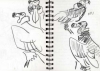 <b>red headed vulture</b>      graphite   A5 notebook pages   NFS‐Greg Poole