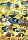 21‐4435 <b>shoveler, wigeon, shelduck, jackdaw & BH gulls</b>  gouache A4 (29.7 x 21cms) Â£POA‐Greg Poole